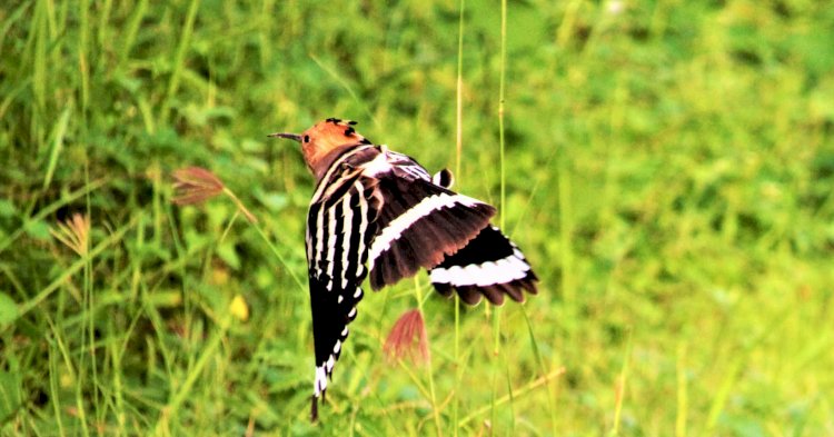 পাখির অভয়ারণ্য  বেগম রোকেয়া বিশ্ববিদ্যালয় 