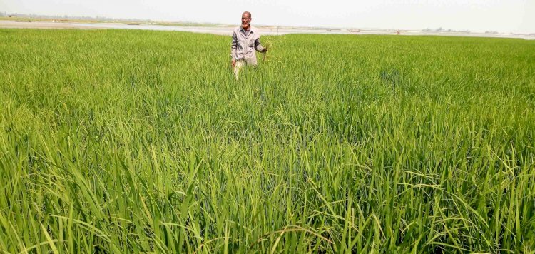 গঙ্গাচড়ায় তিস্তার চরে বোরো ধান চাষ: বাম্পার ফলনের সম্ভাবনায় কৃষকের মুখে হাসি