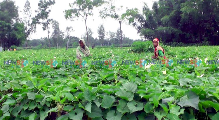 মাঠের হাসি, বাজারে বিলীন