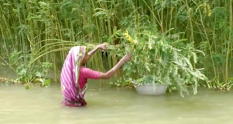 সাড়ে ১৫ হাজার হেক্টর ফসল নিমজ্জিত, কুড়িগ্রামে নদ-নদীতে পানিবৃদ্ধি