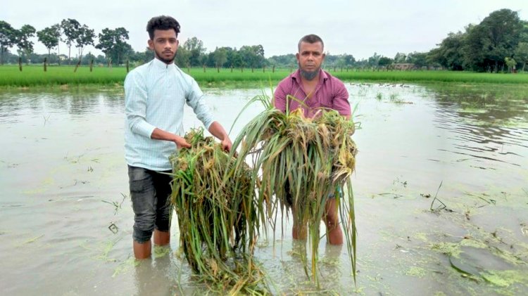 রোপন করা ধানের চারা তুলে ফেলেছেন সন্ত্রাসীরা