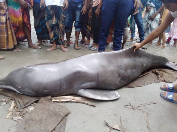 রংপুরের তিস্তা নদী থেকে ৮ মণ ওজনের শুশুক উদ্ধার